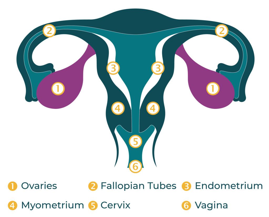 Anatomy of Ovaries